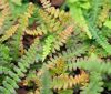 Show product details for Blechnum penna-marina alpina BR68